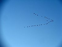 Foraarstegn_graagaes_150